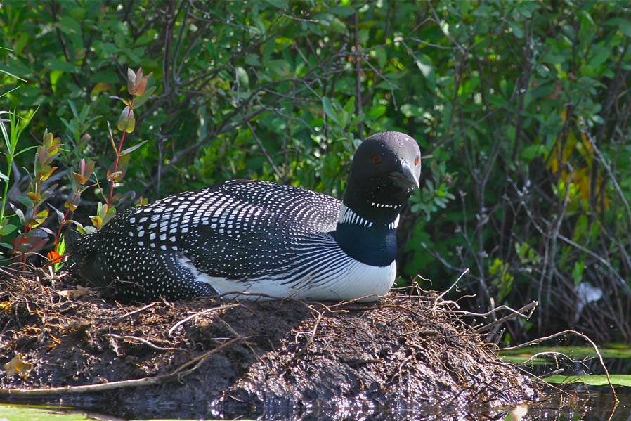 common loon nest. A common loon (Gavia immer)