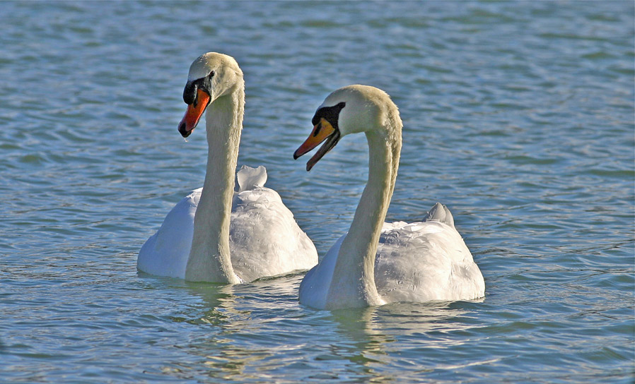 Результат пошуку зображень за запитом "swan male and female"