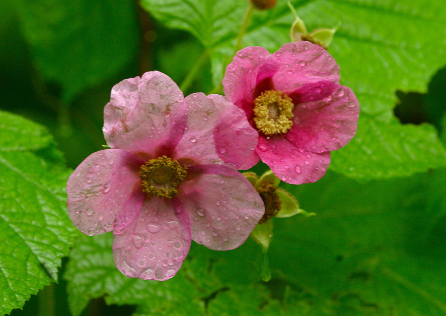 wild raspberry plant