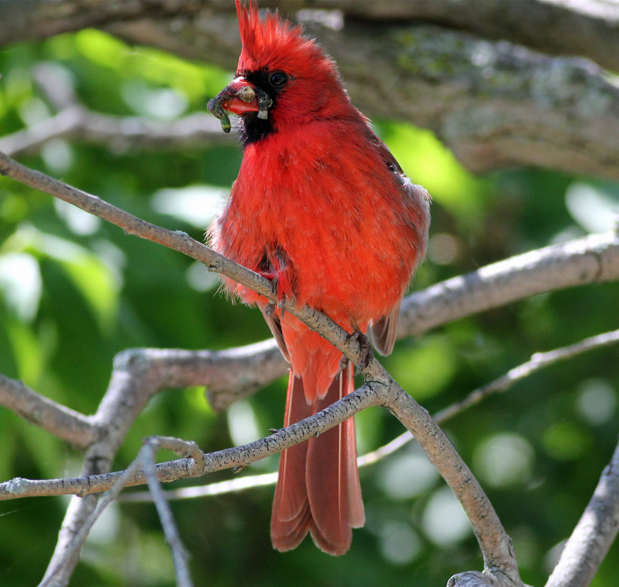 male northern cardinal 